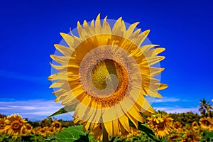 Beautiful Sun Flower Field at Lopburi province, Thailand