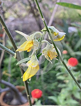 Beautiful sun hemp or Crotalaria juncea flowers in the garden