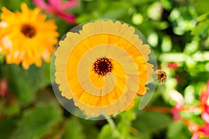Beautiful sun-like calendula flower. Medicative herb photo