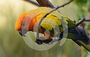 Beautiful Sun parakeet