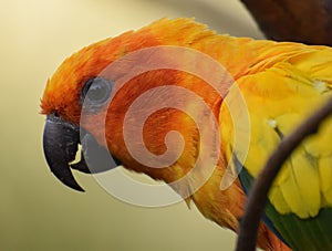 Beautiful Sun parakeet