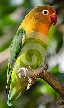 Beautiful sun Parrot on a branch of tree