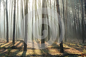 Beautiful sun rays in a foggy, morning, pine forest