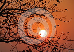 Beautiful Sun-Set image in winter