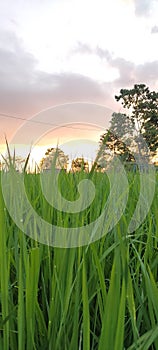 Beautiful Sun set nature