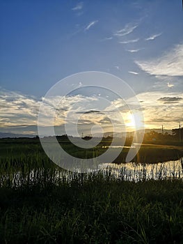 Beautiful sun sets on the rice field