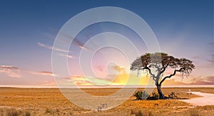 Beautiful Sun setting sky with a lone Acacia tree and vast open plains