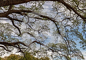 Beautiful sunbeam shining through the branches of a big tree on a late summer day