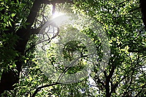 Beautiful sunbeam in tropical rainforest in Kew Mae Pan , Chaing Mai , Thailand