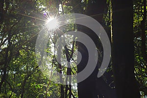 Beautiful sunbeam in tropical rainforest in Kew Mae Pan , Chaing Mai , Thailand