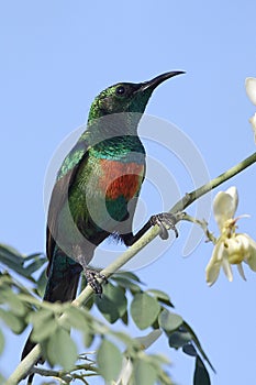 Beautiful sunbird Cinnyris pulchella in its natural enviroment