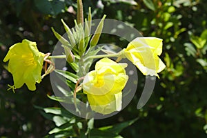 Beautiful suncup  in the garden