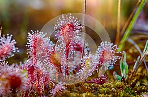 Beautiful sundew