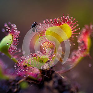 A beautiful sundew growing in the wetlands. Sundew plant leaves waiting for insects.