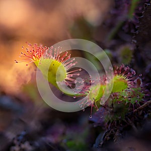 A beautiful sundew growing in the wetlands. Sundew plant leaves waiting for insects.