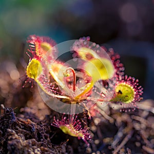 A beautiful sundew growing in the wetlands. Sundew plant leaves waiting for insects.