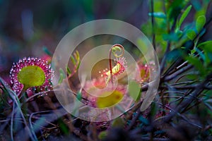 A beautiful sundew growing in the wetlands. Sundew plant leaves waiting for insects.