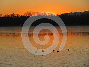 Beautiful sundown view of several mallard ducks swimming in lake in Beijing, China