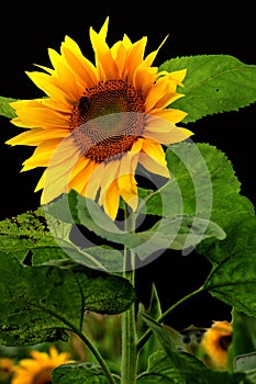 Beautiful Sunflower
