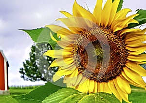 Beautiful Sunflower