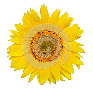 Beautiful sunflower