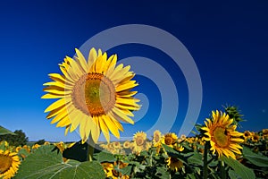 Beautiful sunflower