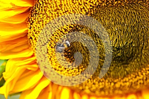 Beautiful sunflower