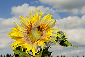 Beautiful sunflower against blue sky