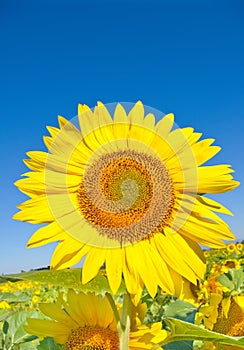 Beautiful sunflower against blue sky