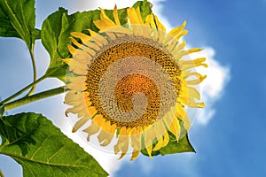 Beautiful sunflower against blue sky. Summer background.