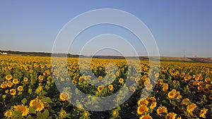 Beautiful sunflower against blue sky. Summer farming field with sunflowers in sunny day. Field of sunflowers, blooming