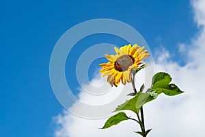 A beautiful sunflower against a blue sky with a white fluffy cloud