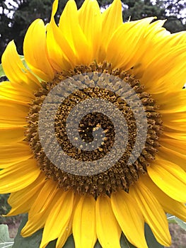 Beautiful sunflower in bloom