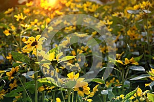 Beautiful Sunflower blooming in garden