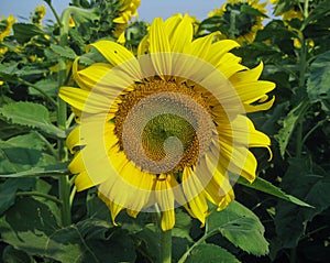 Beautiful sunflower blooming in summer morning