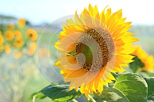 Beautiful sunflower blossom in the morning on a field.  Spring and summer season with nature tropical flower background.