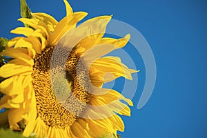 Beautiful sunflower and blue sky ,Thailand