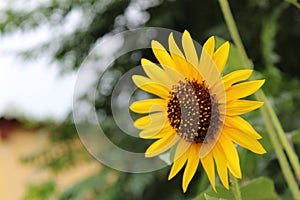 Beautiful sunflower on a blur background