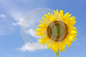 Beautiful sunflower and bright blue sky.