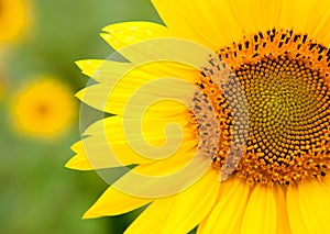 Beautiful sunflower with bright yellow