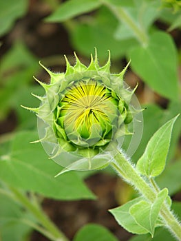 Beautiful Sunflower Bud