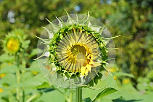 Beautiful sunflower bud in nature