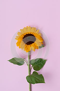 Beautiful sunflower bud on pink background top view. Simplicity floral composition tin flat lay style