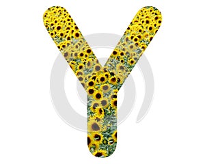 Beautiful sunflower capital letter Y isolated on white background
