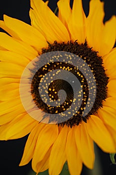 Beautiful sunflower close up macro photo