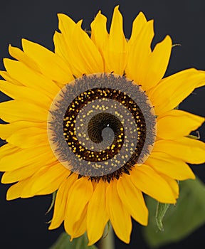 Beautiful sunflower close up macro photo