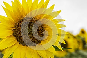 Beautiful sunflower closeup on a sunny day photo
