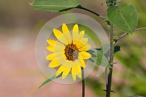 Beautiful Sunflower in Colorado