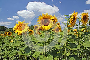 Beautiful Sunflower Field