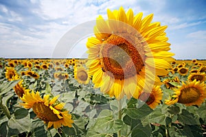 Beautiful sunflower field